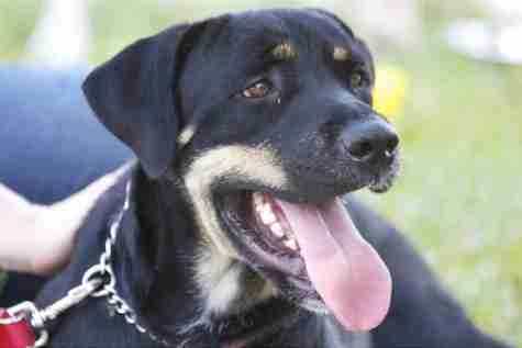 Students shed light on pet adoption