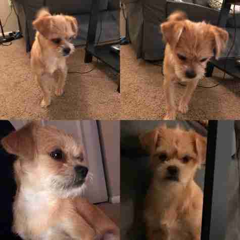 Little Lost Dog “Pops” Up